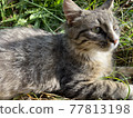 A cat staring at something 77813198