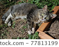 Lying cat 77813199