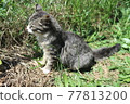 A cat staring at something 77813200