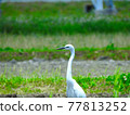 Egret that shines in green 77813252