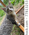 Cat  77813253