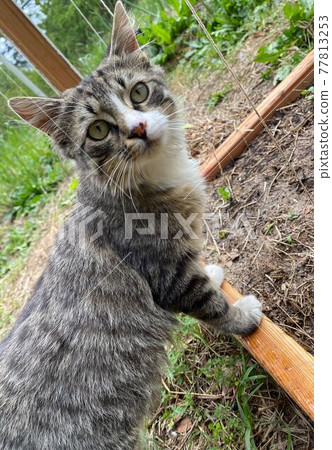 Cat  77813253