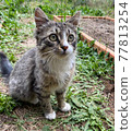 Cat  77813254