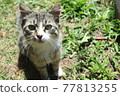 A cat staring at you 77813255