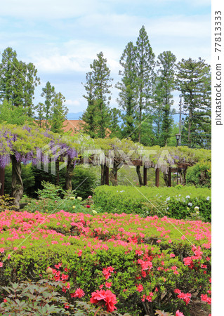 May in Azumino, the wisteria trellis of Matsuoji Temple May in Azumino, the wisteria trellis of Matsuoji Temple 77813333