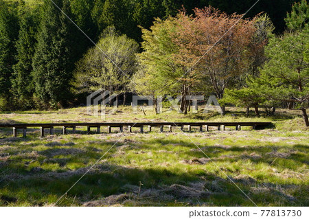 自然友好的黑藏沼澤木板路 自然友好的黑藏沼澤木板路 77813730