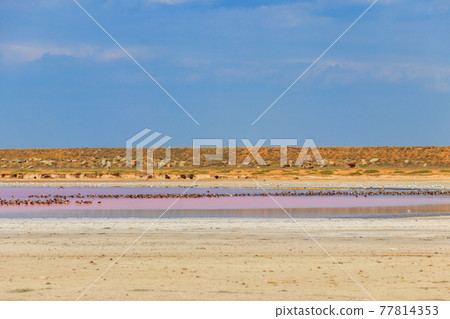 Flock of birds on the pink salty Syvash lake in Kherson region, Ukraine Flock of birds on the pink salty Syvash lake in Kherson region, Ukraine 77814353