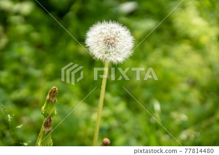 蒲公英的絨毛和芽(綠色背景) 蒲公英的絨毛和芽(綠色背景) 77814480
