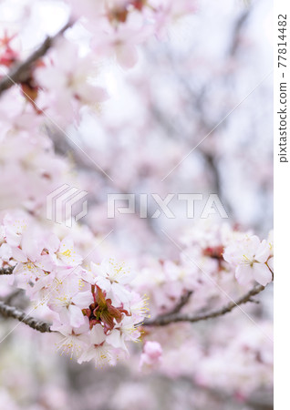 櫻花盛開(附視頻資料同時拍攝) 櫻花盛開(附視頻資料同時拍攝) 77814482