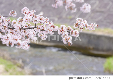 Kawanabe Sakura(提供同步拍攝視頻素材) Kawanabe Sakura(提供同步拍攝視頻素材) 77814487