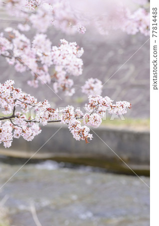 Kawanabe Sakura(提供同步拍攝視頻素材) Kawanabe Sakura(提供同步拍攝視頻素材) 77814488