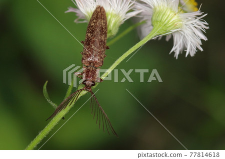 生物，昆蟲，Melanotus，五月。在點綴著森林和田野的草地上停留在 Halzion 77814618