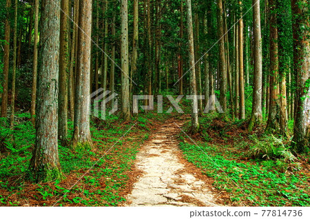 Iwamura Castle Tokimon-Otemon: Gifu Iwamura Castle Tokimon-Otemon: Gifu 77814736