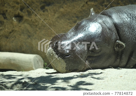 午睡鯉魚 77814872