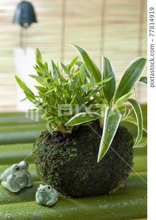 Kokedama 77814919