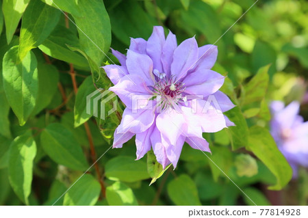 Clematis Flower Festival Taiko 77814928