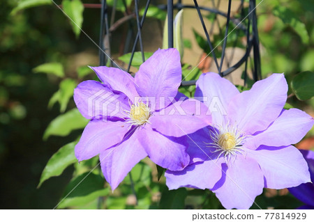 Clematis flower HF Young Clematis flower HF Young 77814929