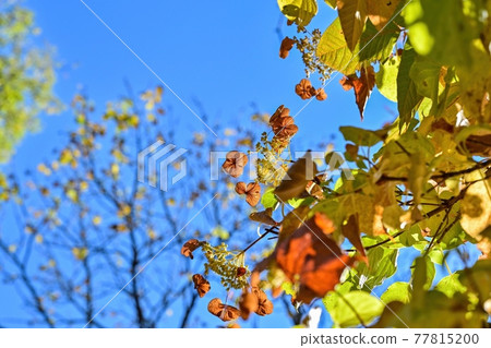 Dried hydrangea flowers looking up in the blue sky @ Lake Shikotsu, Hokkaido Dried hydrangea flowers looking up in the blue sky @ Lake Shikotsu, Hokkaido 77815200