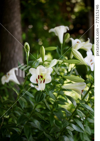 Lily flower Lily flower 77815246