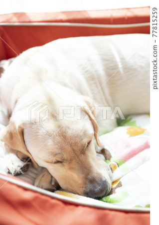 Yellow Labrador Retriever, a dog taking a nap 77815259