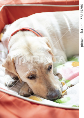 Yellow Labrador Retriever, a dog basking in the sun 77815260