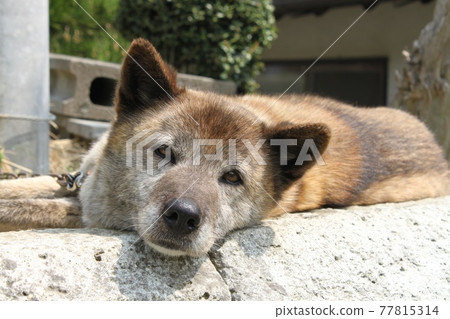 狗的臉 77815314