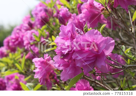 Pink azalea Pink azalea 77815318