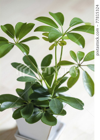 葉子植物 77815324
