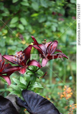 Lily flower 77815397