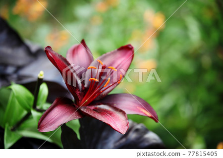 Lily flower Lily flower 77815405
