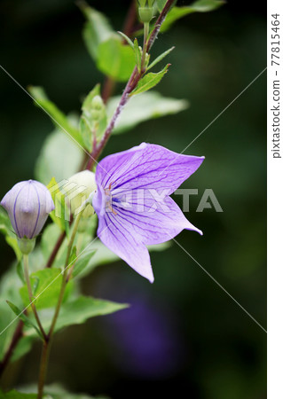 由翻譯提供支持 77815464