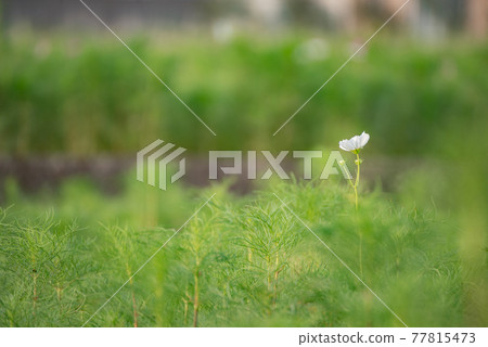 One-wheeled white cosmos 77815473