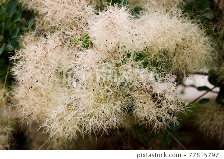 Smoke tree Smoke tree 77815797