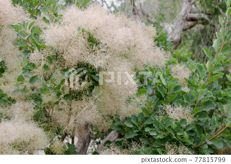 Smoke tree Smoke tree 77815799