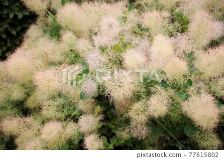 Smoke tree Smoke tree 77815802