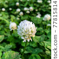 Clover and white clover 77815814