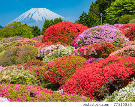 3月神奈川/箱根町富士山杜鵑園 77815886