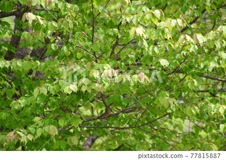 一棵櫻花樹和盛開的嫩葉(福島縣,裡磐梯) 一棵櫻花樹和盛開的嫩葉(福島縣,裡磐梯) 77815887