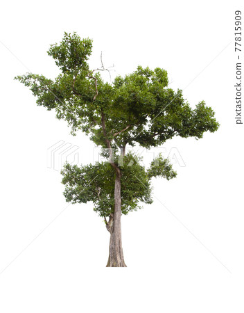 Beautiful green tree isolated on white. 77815909