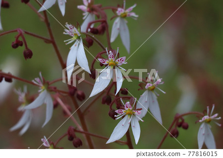 Yukinoshita 77816015