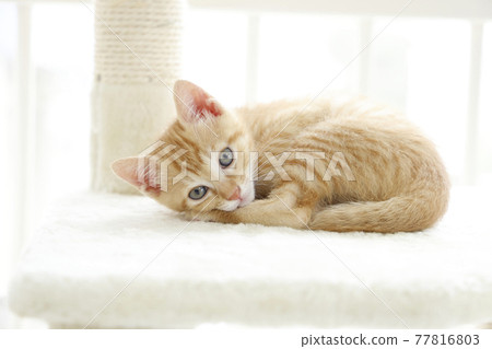 Everyday scenery of cat parents and children Everyday scenery of cat parents and children 77816803