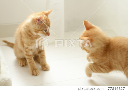 貓父母和孩子的日常風景 77816827