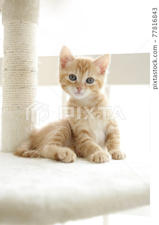 Everyday scenery of cat parents and children Everyday scenery of cat parents and children 77816843