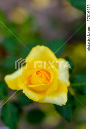 Shining rose flowers 77816953