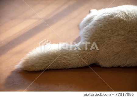 Great Pyrenees Tail 77817096