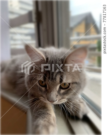 可愛的窗外部落 77817163