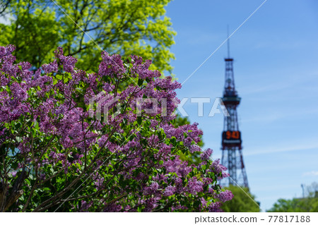 Sapporo Odori Park Lilac Lira Sapporo Odori Park Lilac Lira 77817188