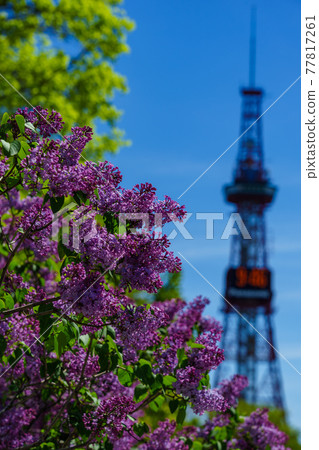 Sapporo Odori Park Lilac Lira Sapporo Odori Park Lilac Lira 77817261