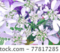 Orlea 77817285