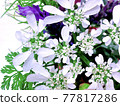 Orlea 77817286